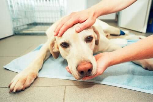 En hund hos en veterinær