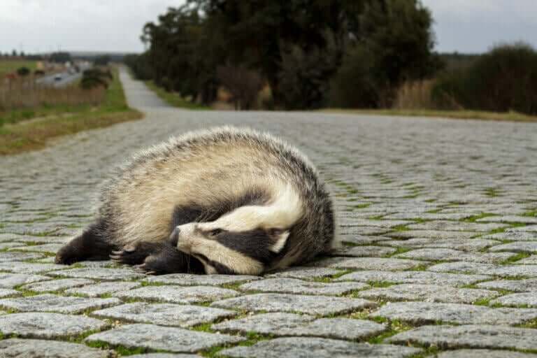 Økologiske feller: Hvorfor er de et problem for dyr?