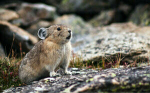 Pika eller pipeharer: habitat og karakteristikker