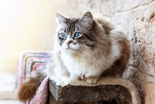 Katterasen ragdoll: Er den mer som en hund?