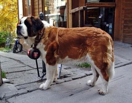 En Sanktbernhardshund som jobber som redningshund er en av flere ulike brukshunder
