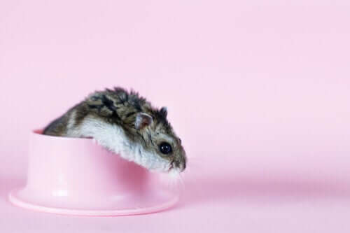En hamster foran en rosa bakgrunn