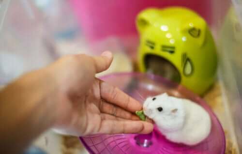 En hamster som blir matet