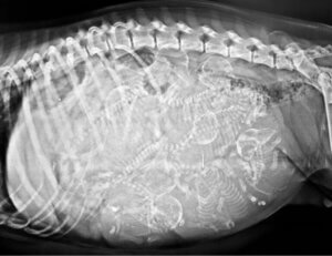 Kyklops: Den enøyde hunden med to tunger