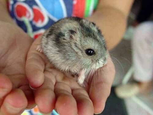 Bør du være bekymret for et hamsterbitt?