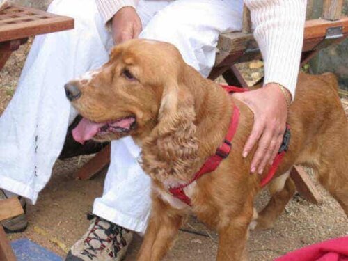 En hund med eieren sin.