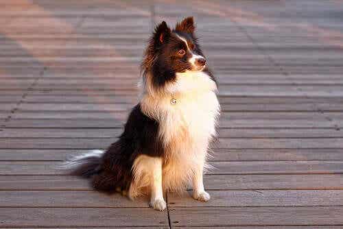 En hund som venter på eieren sin.