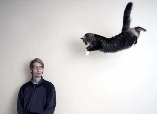 En katt som hopper fra et høyt sted.