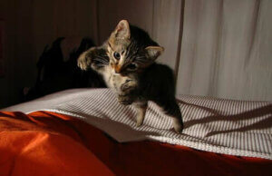 Katter kan overleve fall fra store høyder, men ikke mindre høyder