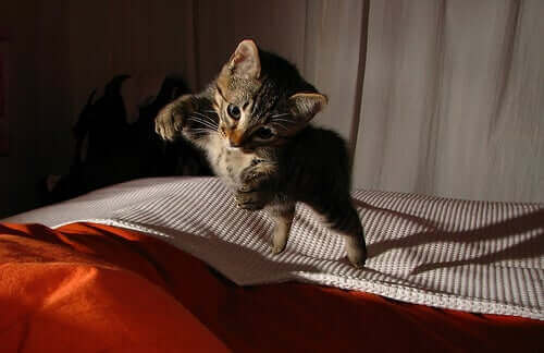 Katter kan overleve fall fra store høyder, men ikke mindre høyder