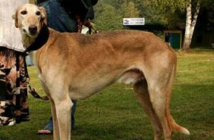 Mynder: Syv forskjellige raser fra hele verden