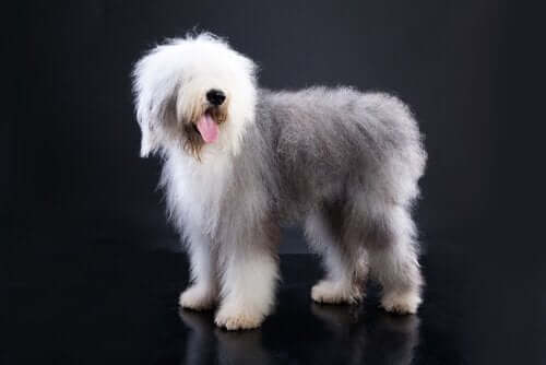 Old english sheepdog