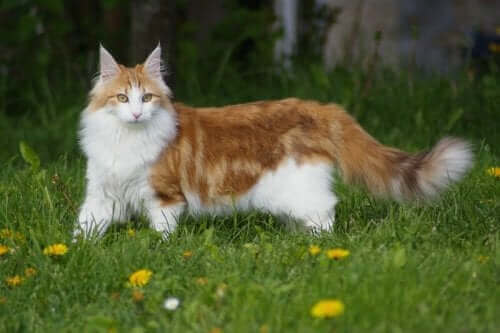 Oppdag den majestetiske norske skogkatten