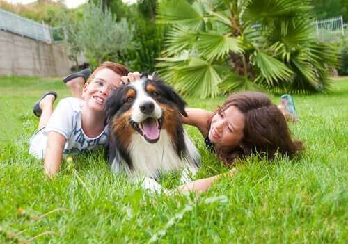 Stor hund eller liten hund: Et barns beste venn