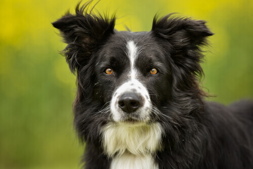 En border collie er perfekt for landet