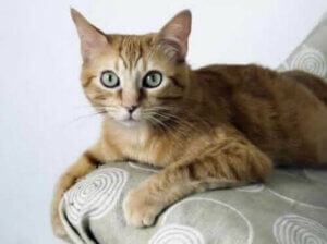 Brasiliansk korthår – Fra gatekatt til rasekatt