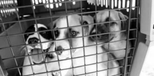 Håp om et liv for hjemløse hunder