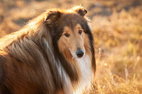 Forebygging av diabetes hos hunder – Endring av vaner