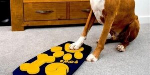 Den første fjernkontrollen for hunder