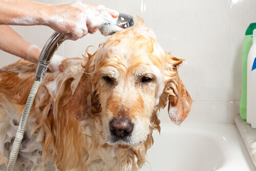 En hund i badekaret