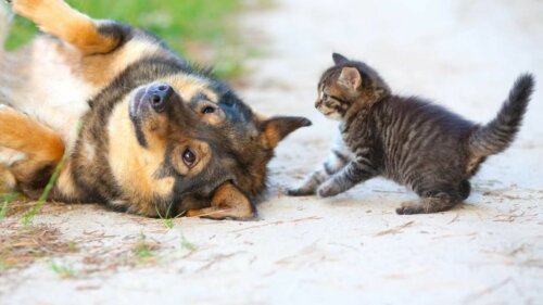 En katt og en hund som er ute