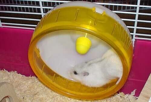 Hamsterhjul - hvorfor er hamstere gale etter dem?