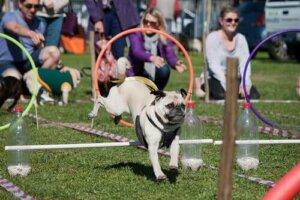 Hundeparker - gjør turene dine mer spennende