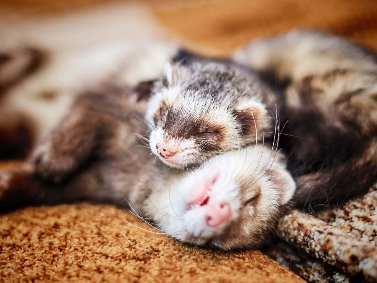 ildere sover