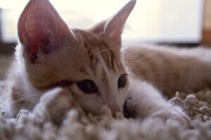 Lær deg å forstå lydene som katter lager