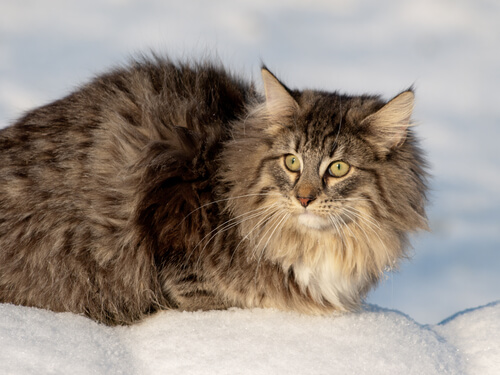 Den norske skogkatten: Sterk, men likevel grasiøs