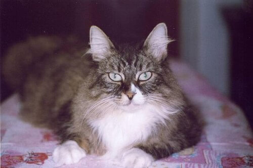 Skandinaviske katteraser