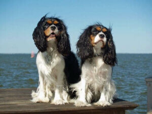 Alt om cavalier king charles spaniel