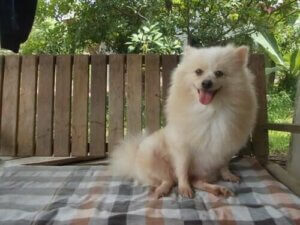 Alt du trenger å vite om grønn stær hos hunder