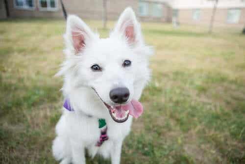 En hund som leker i en bakgård.