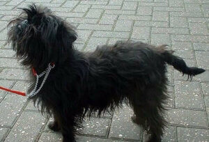 Alt om hunderasen affenpinscher