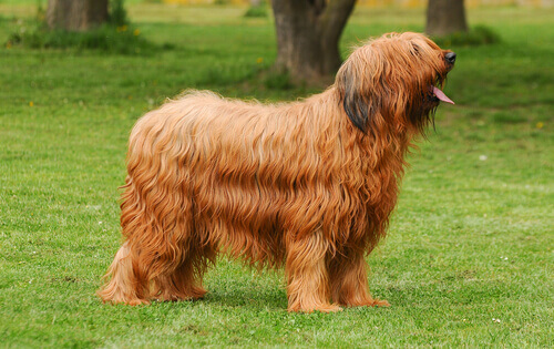 Briard