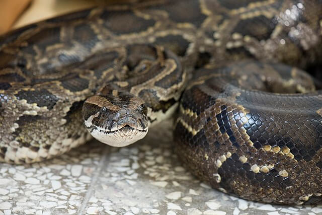 Burmesisk pyton er en av de største slangene i verden