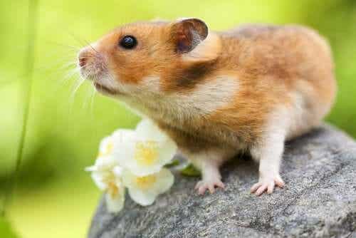 Oppførselen til hamstere