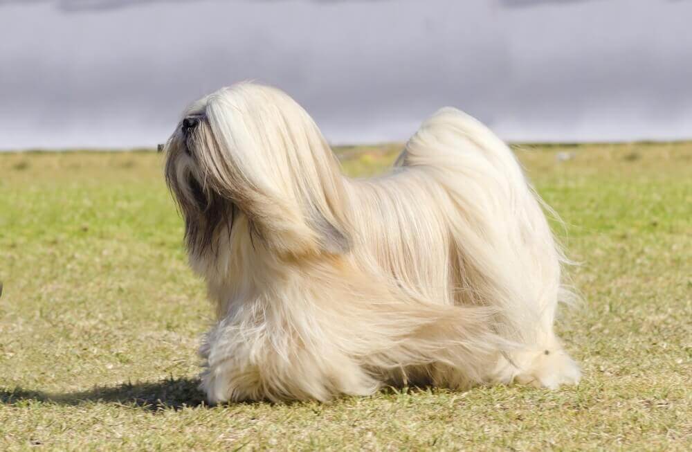 Lhasa apso er blant de brachycephaliske hunderasene