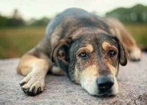 Si NEI til mishandling av dyr