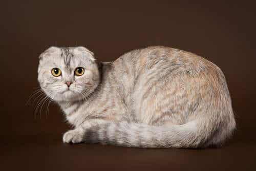 Et portrett av en scottish fold