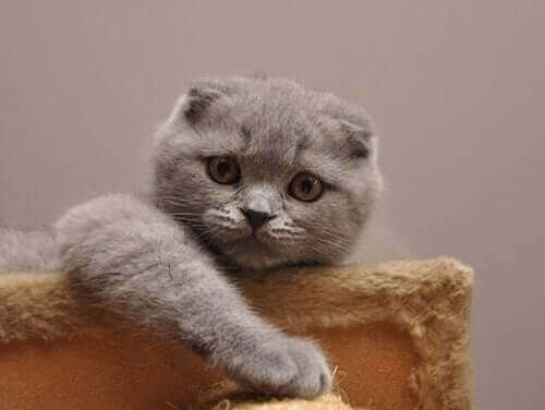 Scottish fold: Verdens søteste katt