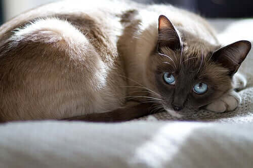 Hvordan ta vare på drektige kjæledyr