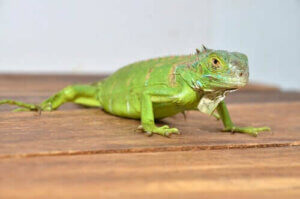 Alt du trenger å vite om å holde iguaner