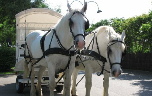 Boulonnais er en av abeidshesterasene