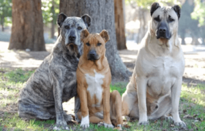 Cimarrón uruguayo: Alt om denne rasen