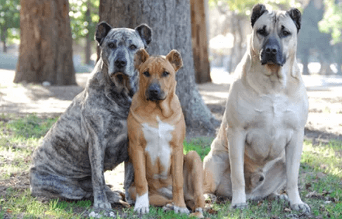 Cimarrón uruguayo: Alt om denne rasen