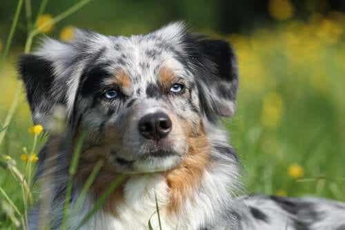 Et nærbilde av en australian shepherd.