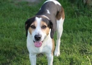 Testikkelretensjon eller kryptorkisme hos hunder