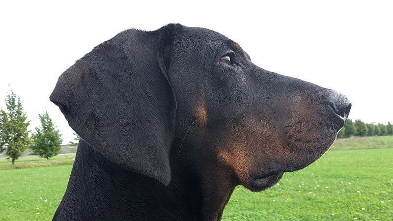 Gonczy polski er midlertidig anerkjent av FCI